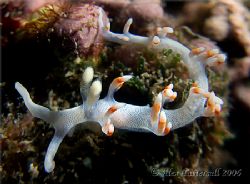 This nudi is called Phil... think it's a slender flabbili... by Alex Tattersall 